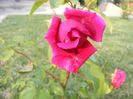 DSCF0534