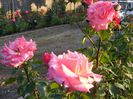 DSCF0537