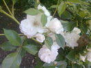 Schneewittchen