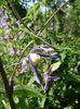 clematita alpina