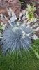 Festuca_glauca_elijah_blue