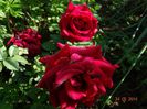 DSC03700