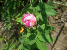 'Variegata di Bologna'