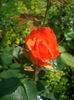 'France Libre ®' • DELjaunor • Summer Sunset