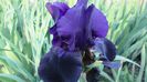 Black Taffeta