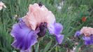 Poem of Extasy
