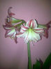 happines