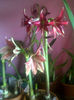 Exotic Star si santiago