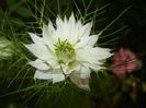 Nigella damascena (2014, May 27)