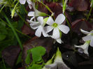 Oxalis Atropurpurea (2014, May 16)