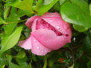 Peony. Bujor (2014, May 16)
