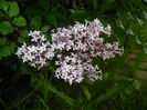 Syringa patula Miss Kim (2014, May 16)