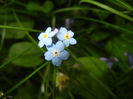 Myosotis alpetsris (2014, May 16)
