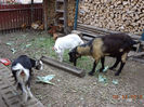 Tapul Murgu si capra tanara neagra ,mama la ieduta neagra cu urechi mici