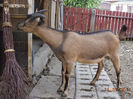 Cezar,roade matura