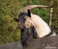 Capra aegagrus hircus  ,stramosul Alpinelor