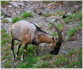 Capra aegagrus ,sau Ibexul Bezoar ,stramosul Alpinelor