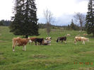 Vacile pe pasune-2
