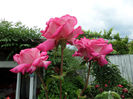 SAM_6545