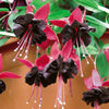 fuchsia Blacky