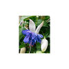 Fuchsia Blue Angel