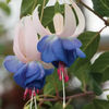 Fuchsia Blue Sarah