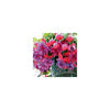 fuchsia Charlie Dimmock