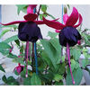 Fuchsia New Millennium