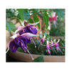 fuchsia Royal Mosaic