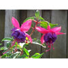 fuchsia-winston-churchill