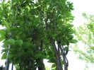 ciresul ornamental