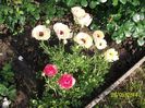 ranunculus