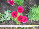 ranunculus
