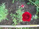 ranunculus