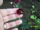 aquilegia