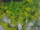 sedum-plantă de stîncărie