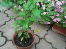 Fotografie0691 genţiană albastră