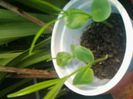 puiuti de tevetia peruviana