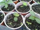 puiuti de passiflora mai multe soiuri