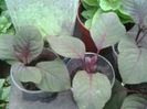 puiuti de fuchsia tigareta