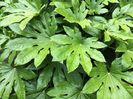 Fatsia japonica