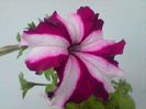 DSC00067