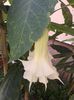 brugmansia