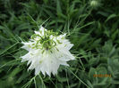 Nigella damascena -Chica voinicului