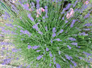 lavanda-companion pentru trandafiri