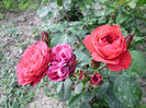 red leonardo da vinci