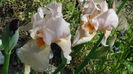 DSC01098