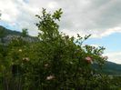 DSCN9777