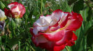 DSC01367