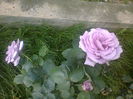 Novalis